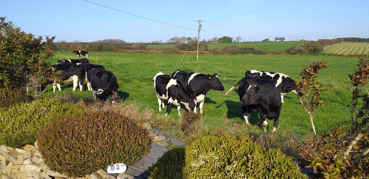 Murphys Irish Farmhouse Tralee Exteriör bild